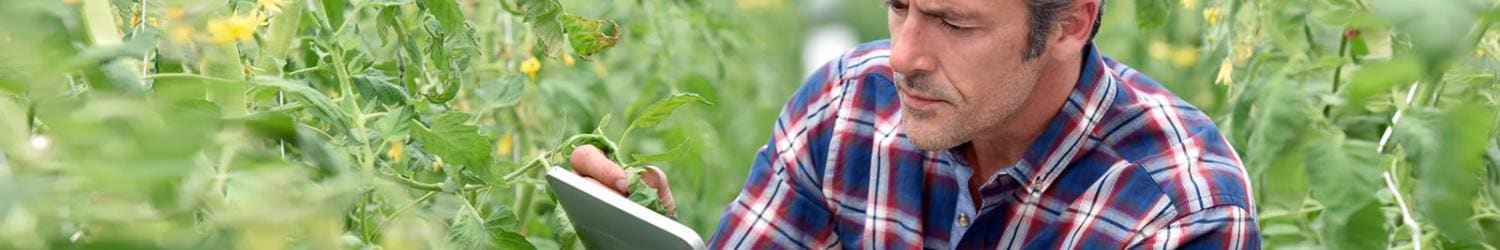 A man in a plaid shirt is holding a notebook and examining plants in a greenhouse.